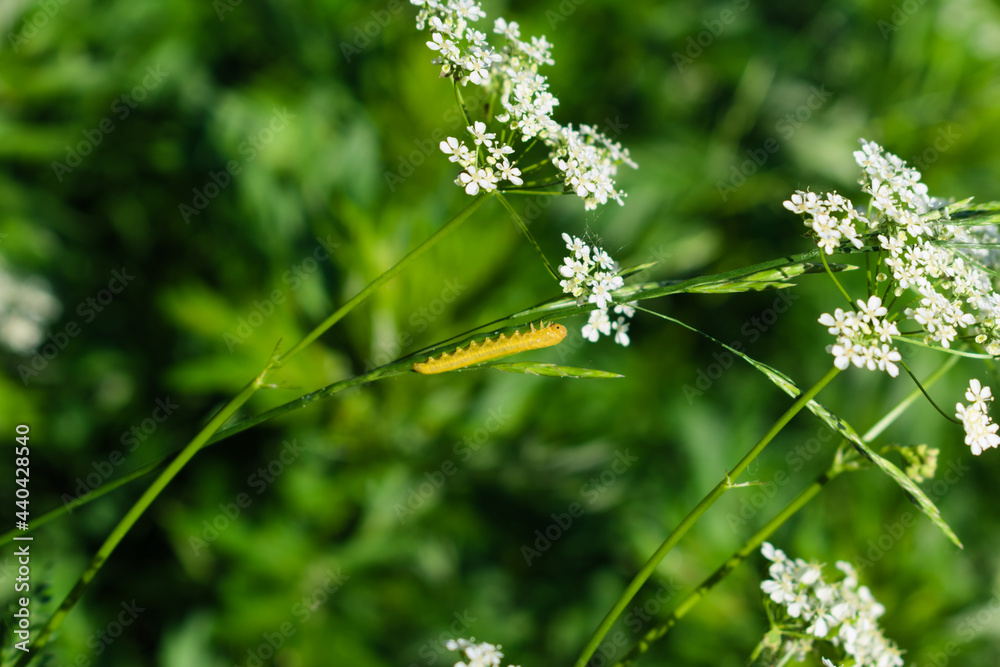 A small yellow caterpillar on a plant stem
