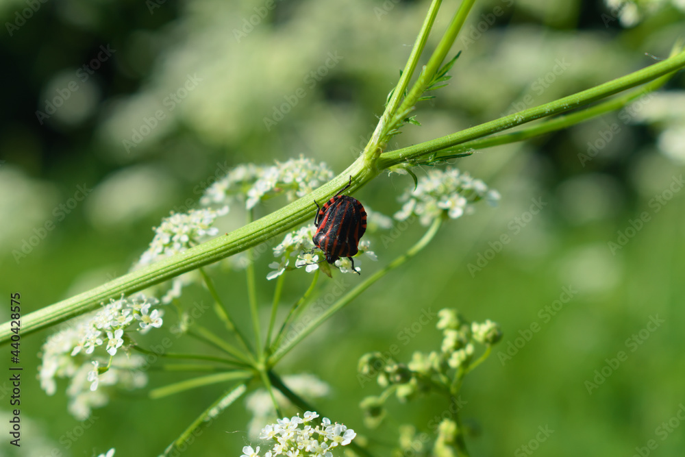 Striped shield bug (Graphosoma lineatum) in a meadow