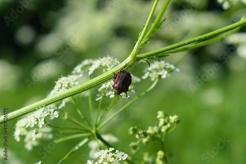 Obraz na płótnie Striped shield bug (Graphosoma lineatum) in a meadow w salonie
