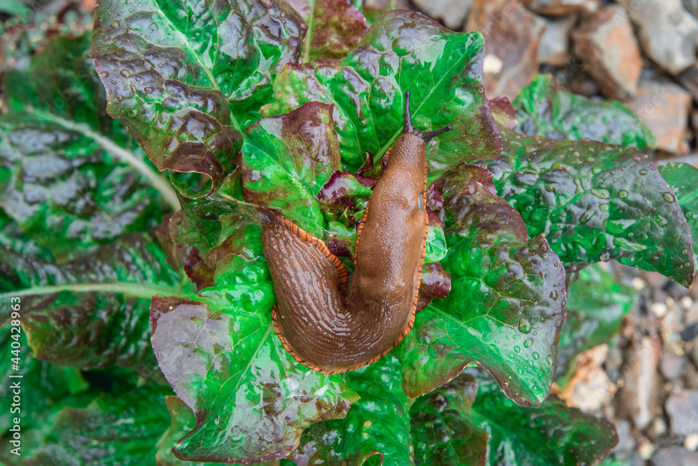 Large red slug on a salad Large red slug on a salad