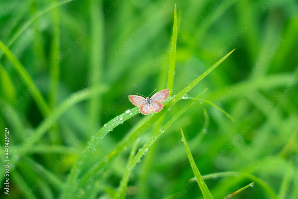 small brown butterfly perched on leaf or blade of grass. The butterfly is searching for food in the morning. small brown butterfly perched on leaf or blade of grass. The butterfly is searching for food in the morning.
