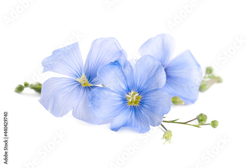 Beautiful blooming flax flowers on white background © New Africa