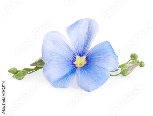 Beautiful blooming flax flower on white background © New Africa