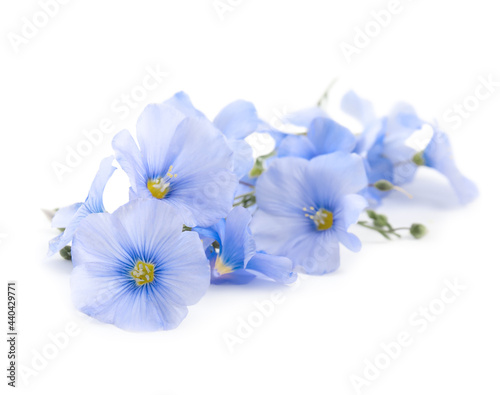Beautiful blooming flax flowers on white background