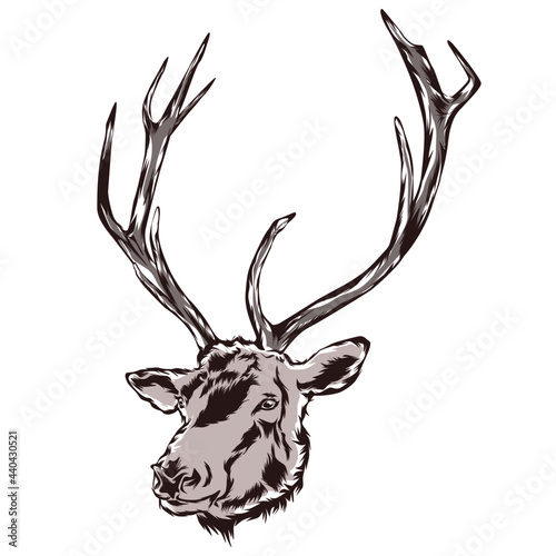 Illustration of deer head in vector style