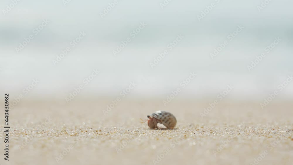 Hermit crab bury walking on the beach towards the ocean. Hermit crab bury walking on the beach towards the ocean.