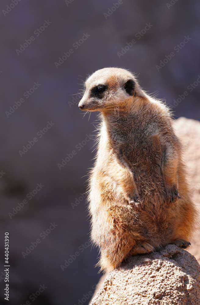 Fototapeta premium View of a meerkat (suricate Suricata suricatta) standing up