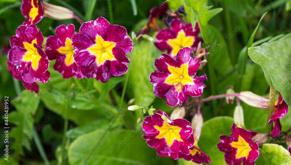 Burgundy primrose flower, primrose cultivar. Summer day Burgundy primrose flower, primrose cultivar. Summer day