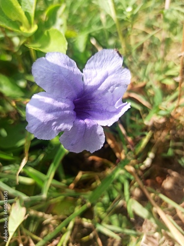 flower in the garden