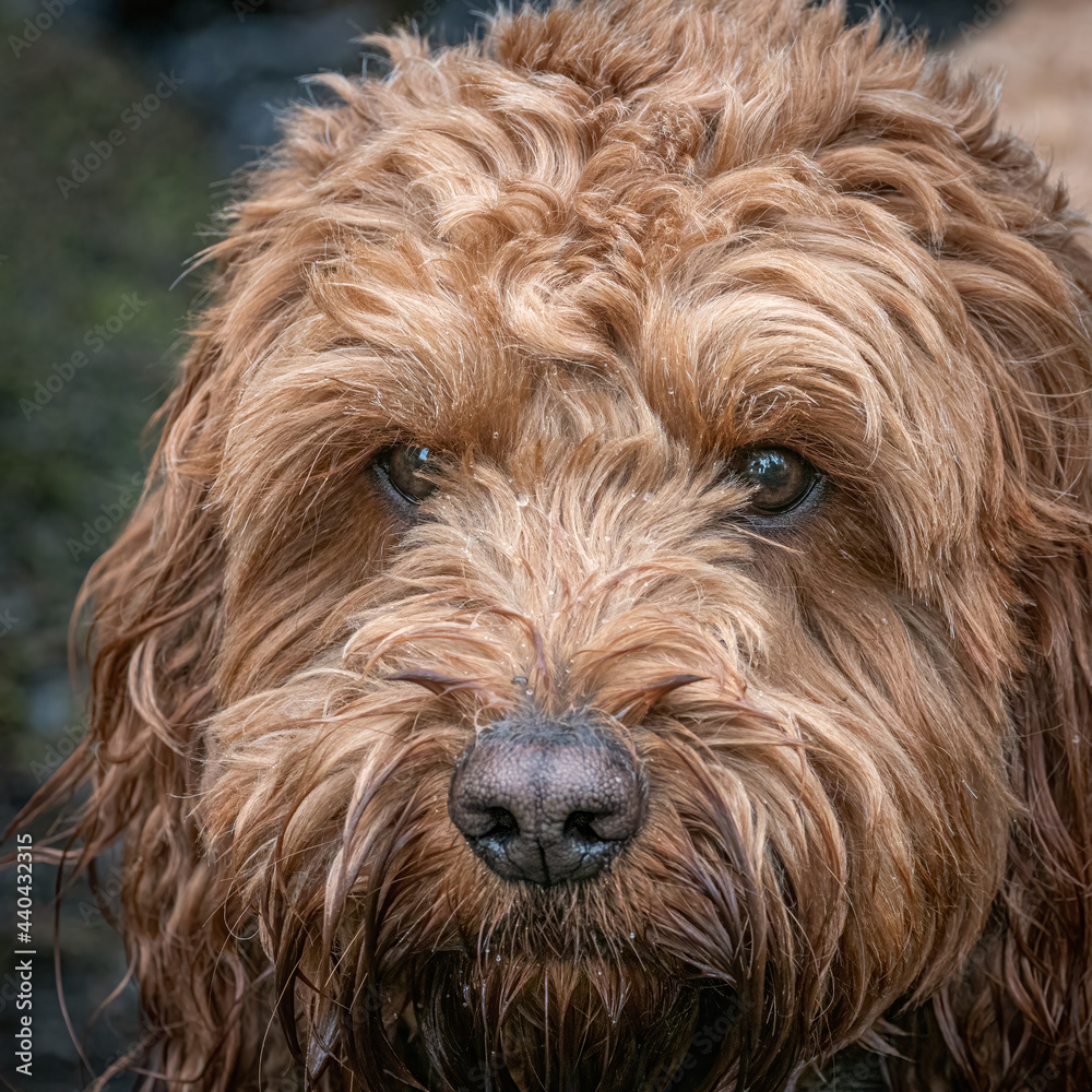 Head shot of a Red cockapoo dog outdoors