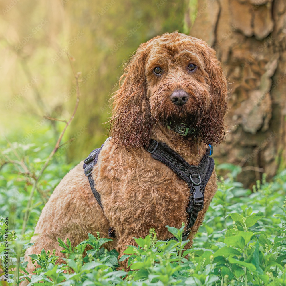 Fototapeta premium A red cockapoo dog sitting in the woods at sunrise