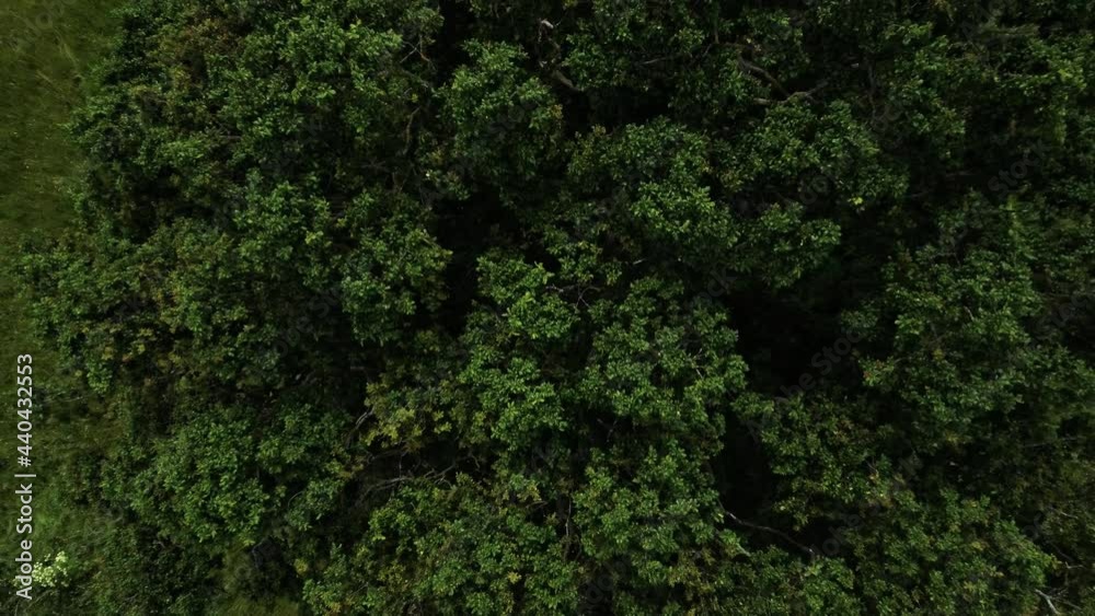 Flying over the top of tree canopy in the UK countryside in summer Flying over the top of tree canopy in the UK countryside in summer