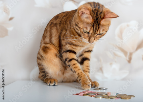 Photography Bengal cat counts gold and silver coins