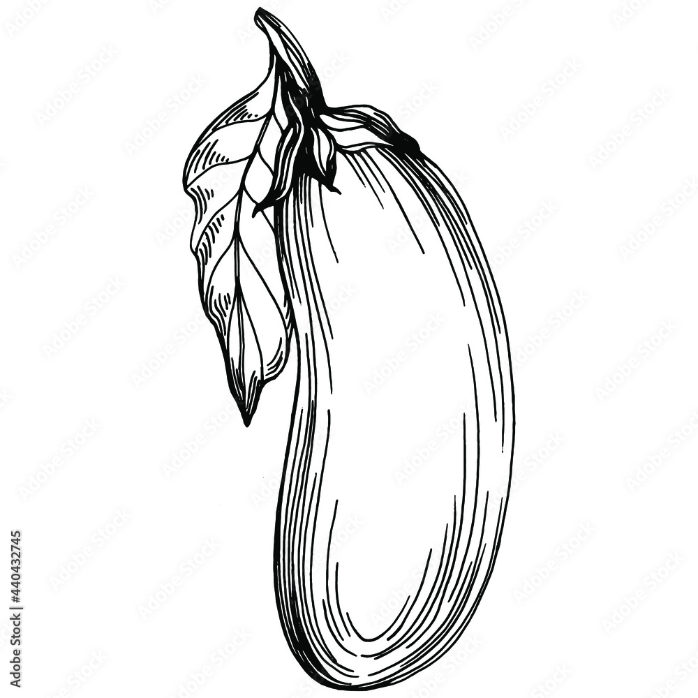 Eggplant Isolated hand drawn illustration Aubergine vegetable engraved  style Brinjal Sketch vegetarian food drawing Guinea squash farm market  product The best for design logo menu label icon Stock Vector  Adobe  Stock