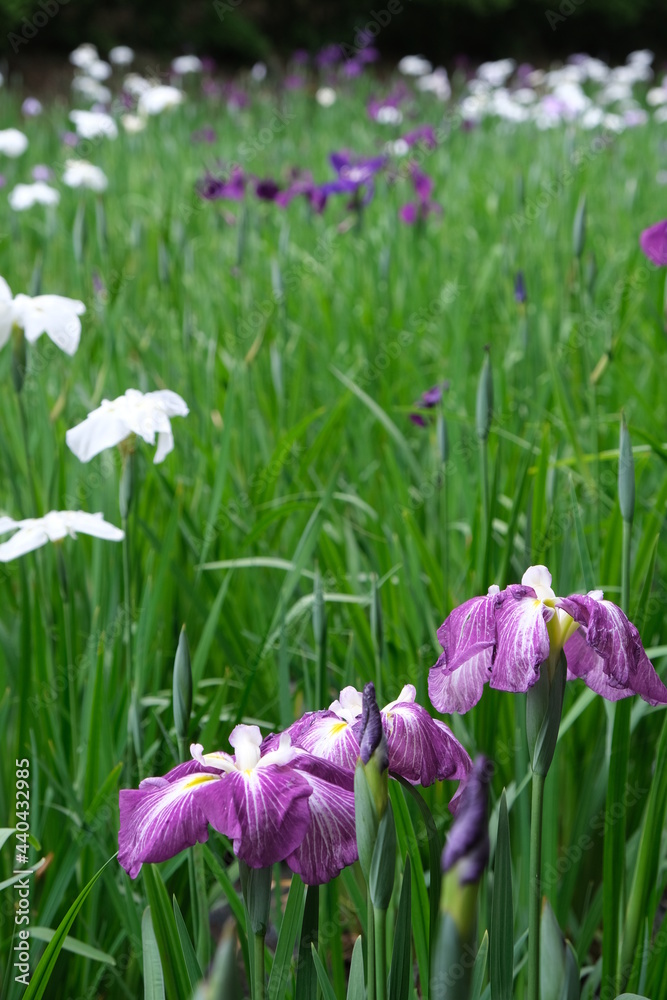 花菖蒲(Iris) 花菖蒲(Iris)