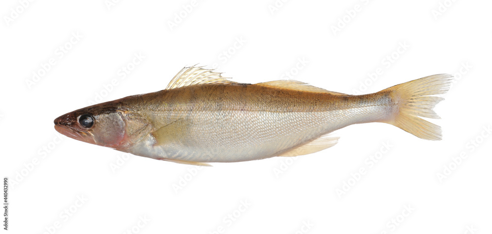 Fototapeta premium Fresh raw pike perch isolated on white. River fish