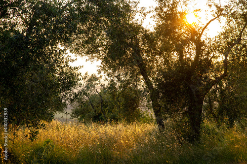 Beautiful idyllic summer landscape of Toscana  Italy with many mediterranean plants  olive trees and field grasses. Sunny evening or morning in Italy. Vacation  recreation mood.