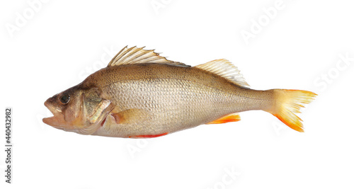 Fresh raw perch isolated on white. River fish