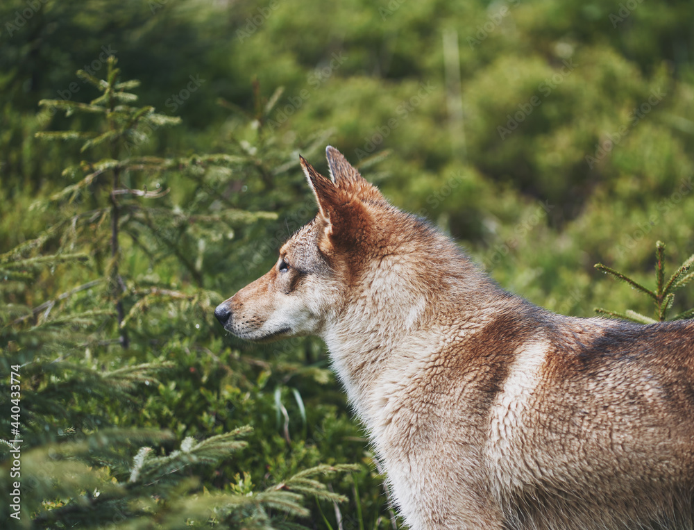 West Siberian Laika in the forest. Hunting dog. Ukraine, Carpathian mountains. West Siberian Laika in the forest. Hunting dog. Ukraine, Carpathian mountains.