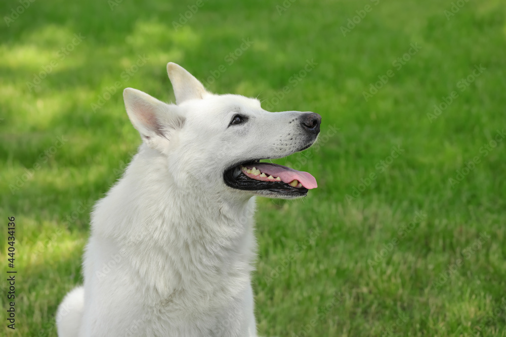 Cute white Swiss Shepherd dog in park Cute white Swiss Shepherd dog in park
