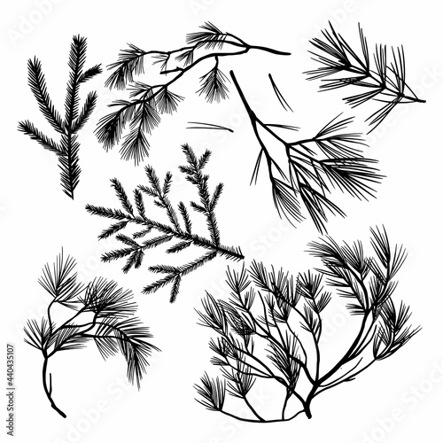 Drawing of spruce and pine branches