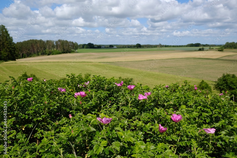 Beautiful rural landcscape with blooming Rosa canina (dog rose) and colorful fields in background Beautiful rural landcscape with blooming Rosa canina (dog rose) and colorful fields in background