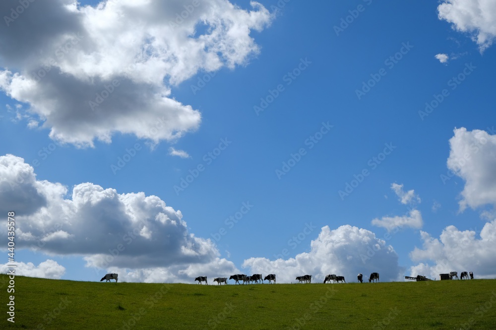 A herd of cows following one another across a meadow on the horizon line. Beautiful blue sky with white clouds. A herd of cows following one another across a meadow on the horizon line. Beautiful blue sky with white clouds.