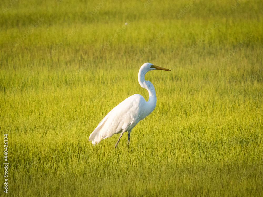 Obraz premium White heron standing in the grass
