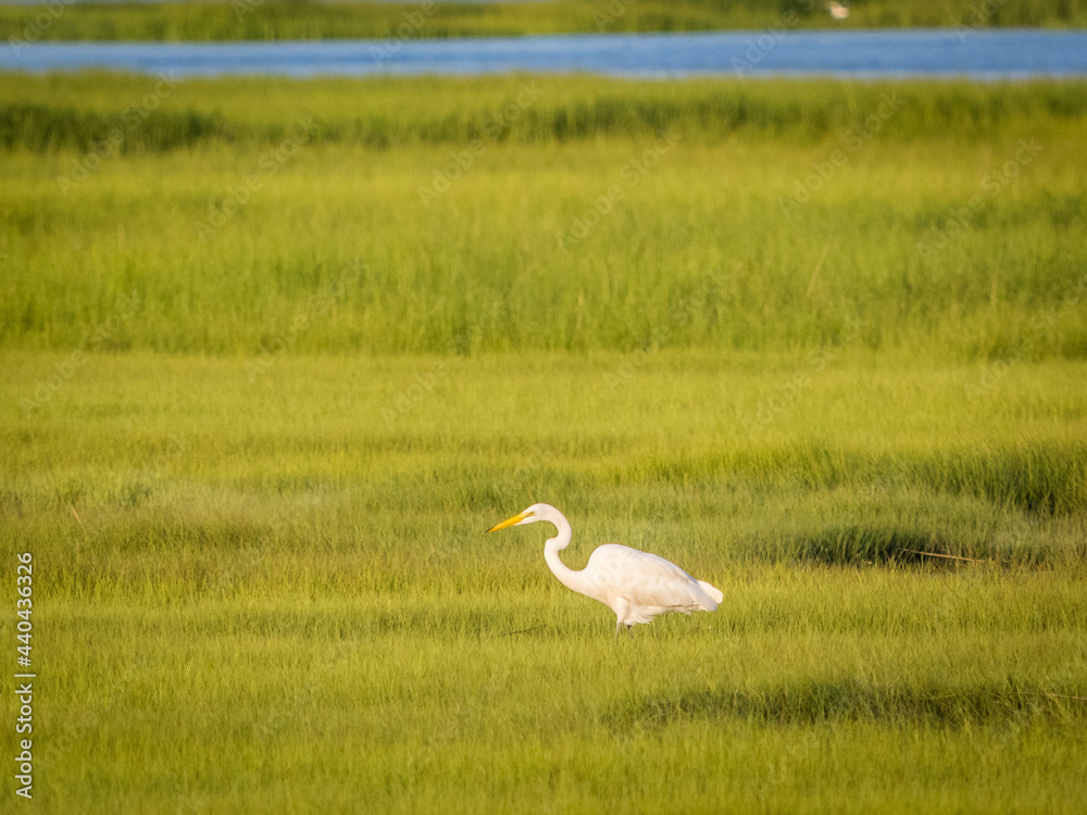 Obraz premium White heron standing in the grass
