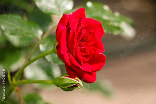 close up of a beautiful red rose in the garden