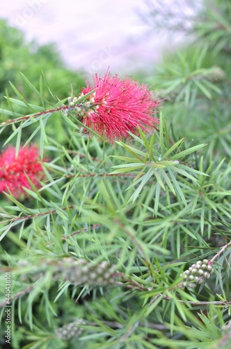 Callistemon flowering