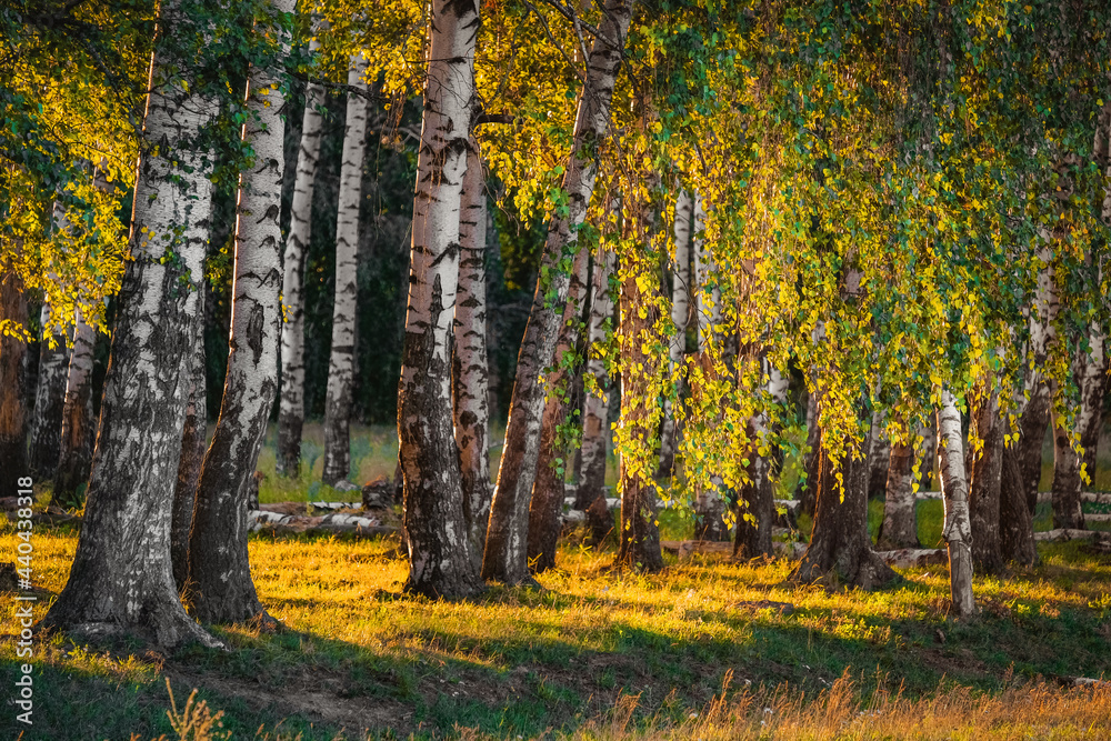 Beautiful autumn birch trees in the rays of the sunset light.