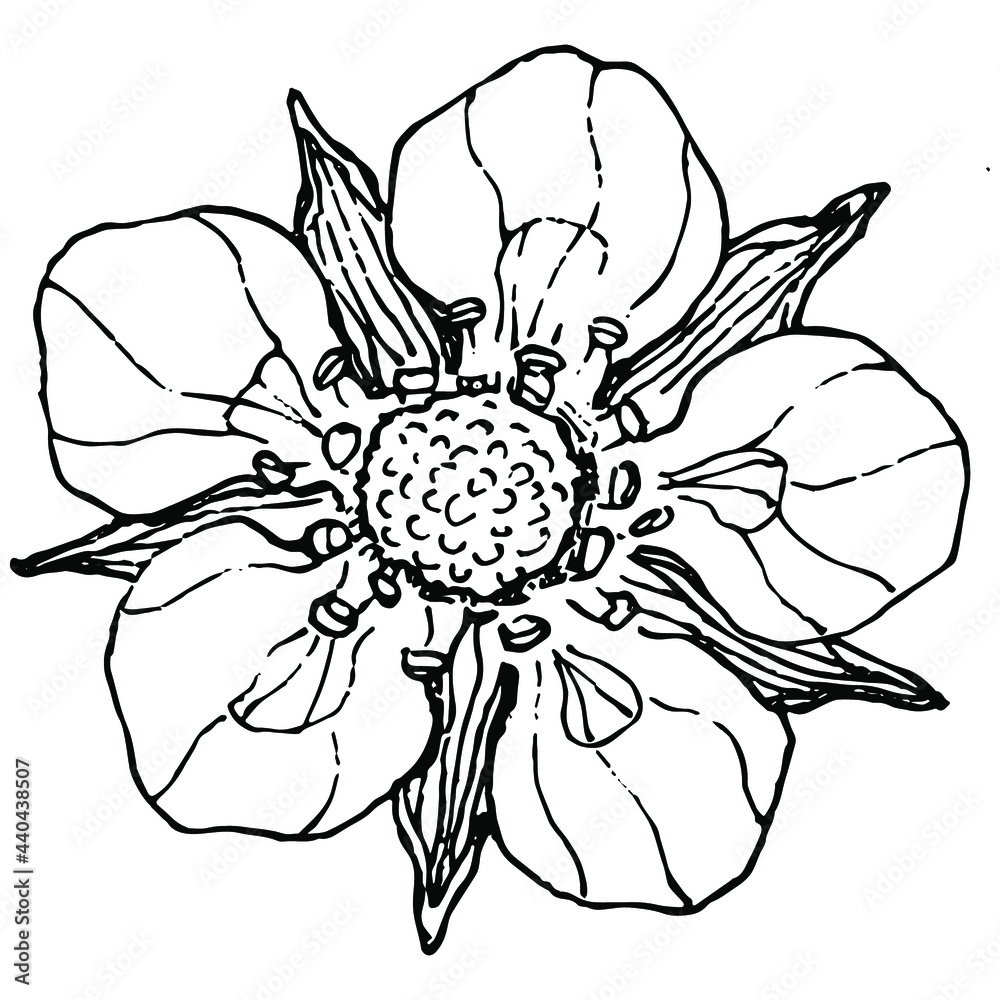 Berries by hand drawing. Strawberry logo or tattoo highly detailed in line art style concept. Black and white clip art isolated. Antique vintage engraving illustration for emblem. Herbal medicine. Berries by hand drawing. Strawberry logo or tattoo highly detailed in line art style concept. Black and white clip art isolated. Antique vintage engraving illustration for emblem. Herbal medicine.