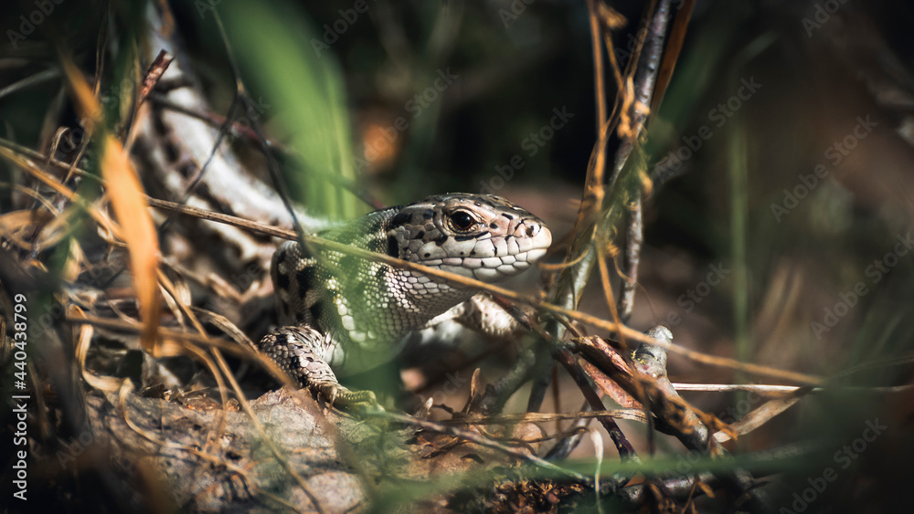 A small lizard in the grass A small lizard in the grass