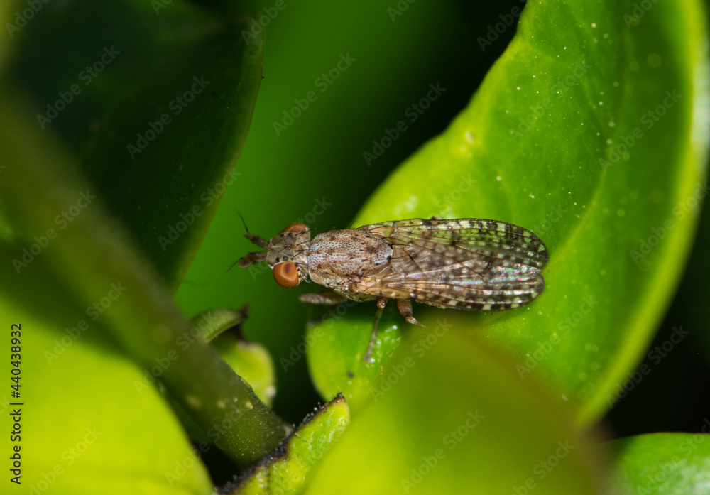 Marsh fly Dictya genus (Sciomyzidae) resting on a leaf in Houston, TX. Dorsal macro view. Marsh fly Dictya genus (Sciomyzidae) resting on a leaf in Houston, TX. Dorsal macro view.