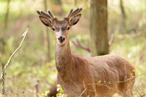 Fototapeta Naklejka Na Ścianę i Meble -  Jelen szlachetny Cervus elaphus