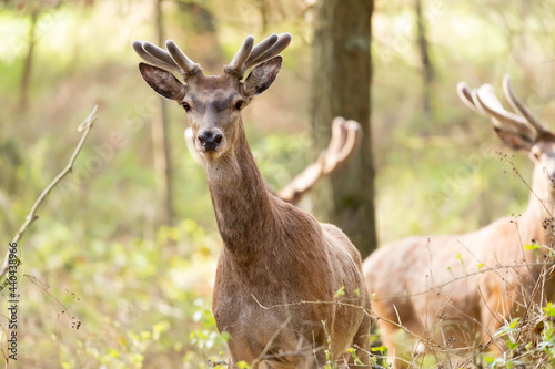 Fototapeta Naklejka Na Ścianę i Meble -  Jelen szlachetny Cervus elaphus