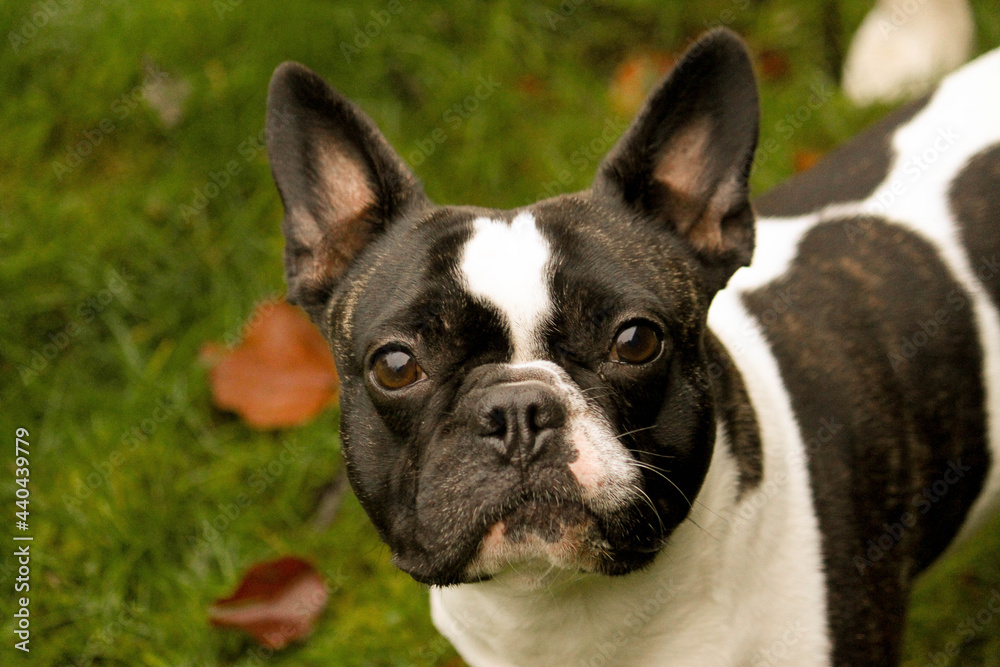 black and white french bulldog is standing in the garden and looking up to the camera