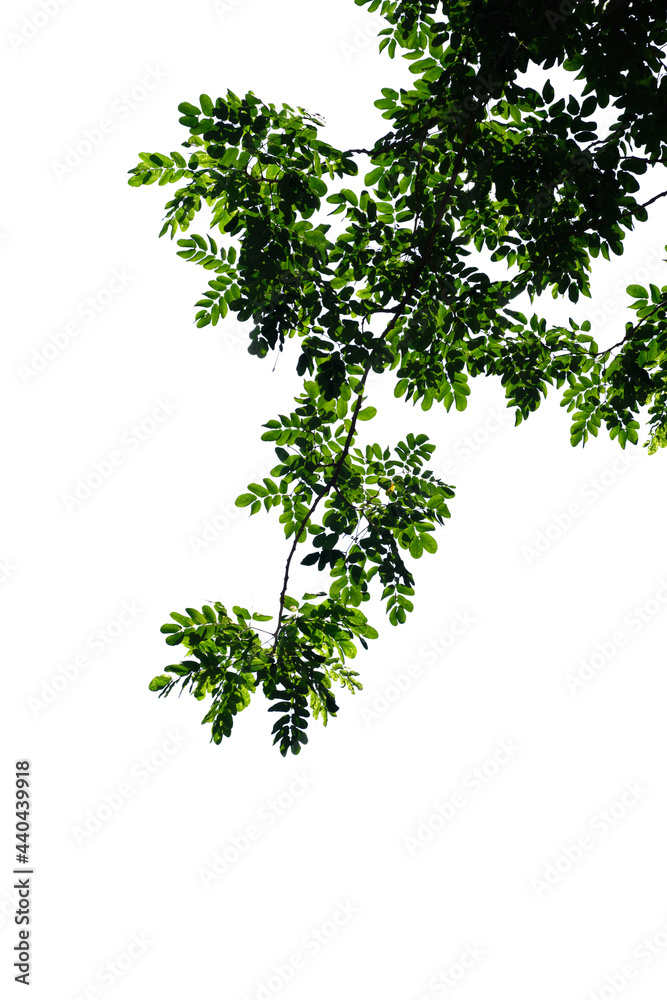 green tree branch isolated on white background, nature background green tree branch isolated on white background, nature background