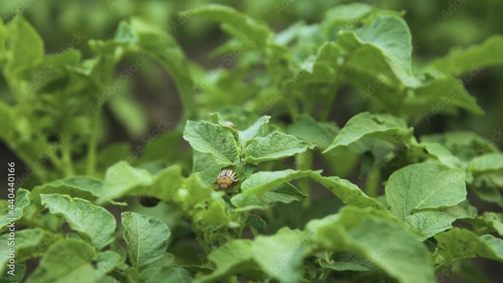 Colorado striped beetle parasite on green potato leaves. Potato industry, agriculture. Home plantation Colorado striped beetle parasite on green potato leaves. Potato industry, agriculture. Home plantation