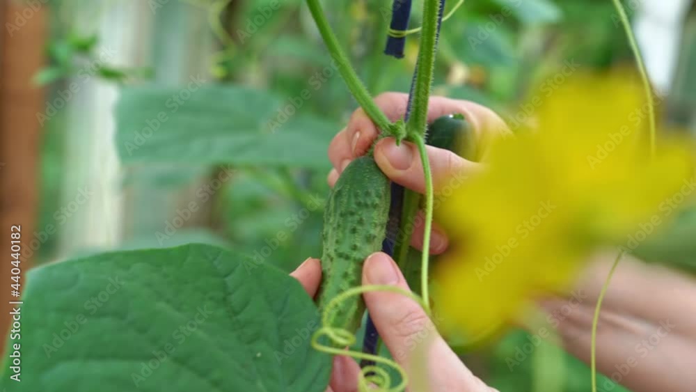 hand plucks young little cucumbers on the bushes in the greenhouse.