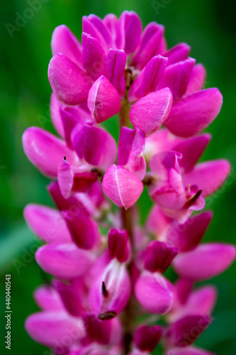 Purple lupine flower on a green background close-up