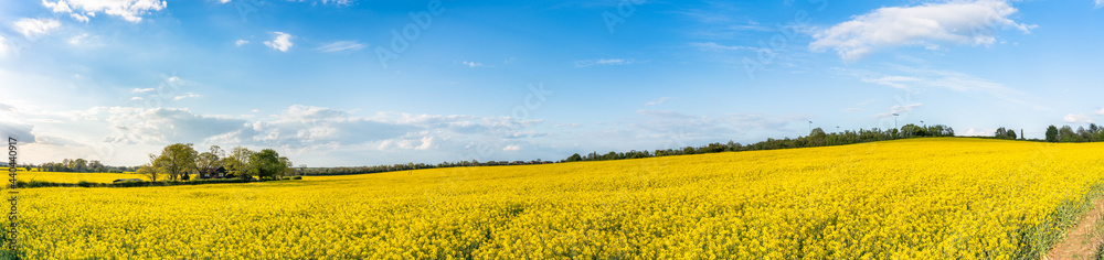 Rapeseed field panorama on sunny day. Spring season in England