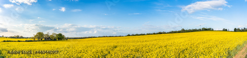 Rapeseed field panorama on sunny day. Spring season in England