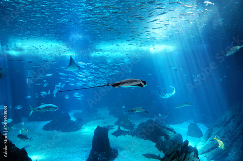 Wallpaper Mural Marine Life Torontodigital.ca