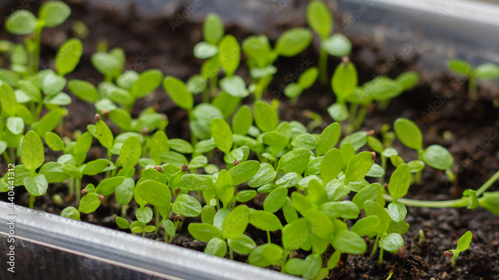 Sprouts with green leaves appeared from seeds, many small plants in a container with earth Sprouts with green leaves appeared from seeds, many small plants in a container with earth