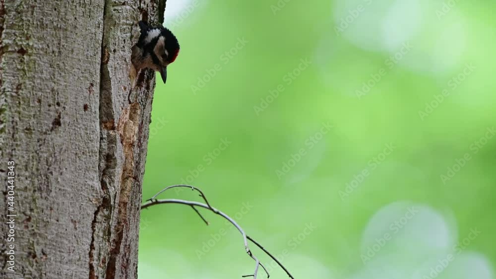 Great spotted woodpecker male feeds its young at the brood cave in a beech tree, june, (dendrocopos major), germany Great spotted woodpecker male feeds its young at the brood cave in a beech tree, june, (dendrocopos major), germany