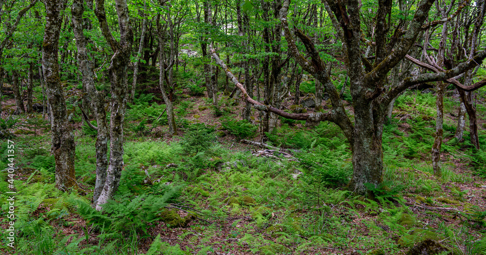 Yellow birch trees (Betula alleghaniensis) growing among ferns in forest in Grayson Highlands State Park in southwestern Virginia in mid-June. Yellow birch trees (Betula alleghaniensis) growing among ferns in forest in Grayson Highlands State Park in southwestern Virginia in mid-June.