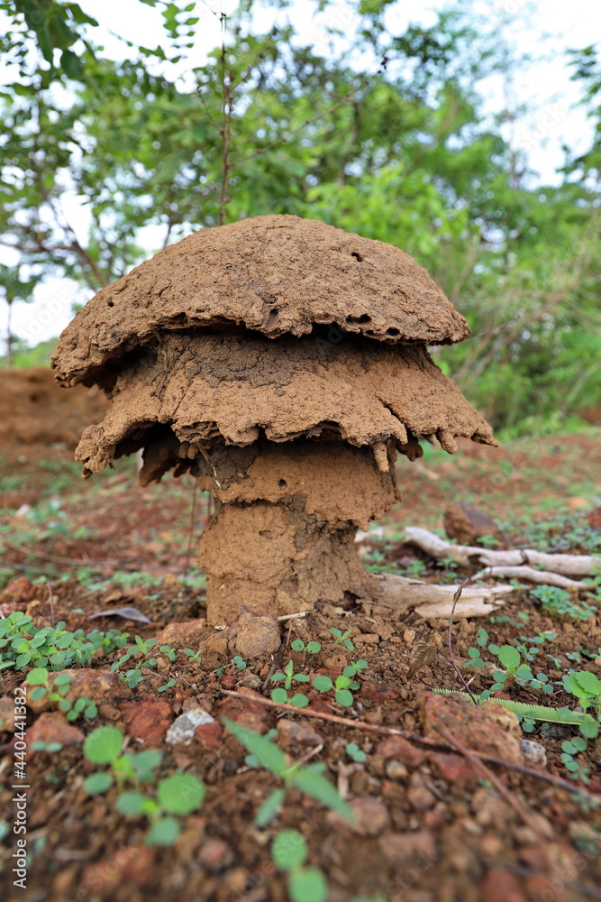 Obraz premium termite house in the forest