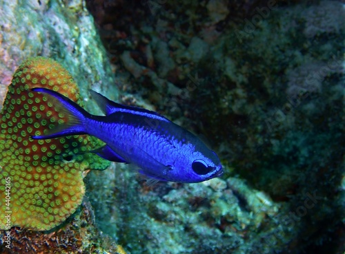 Fototapeta Naklejka Na Ścianę i Meble -  Blue Chromis Damselfish on the Reef